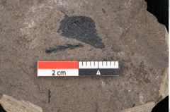 Foto (Detailansicht) von Araucaria sternbergii Goeppert (NHMW-GEO-2024-0188-8276)